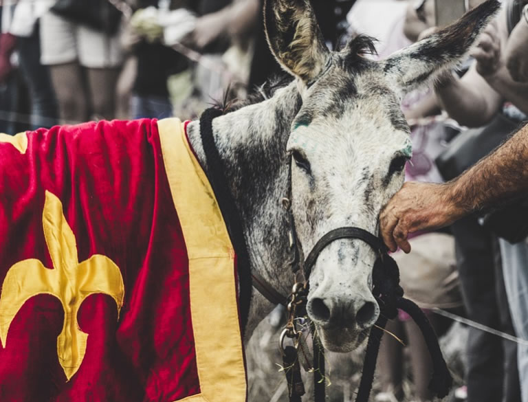 Palio degli Asini Cocconato fiera Medievale